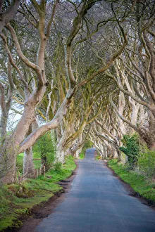 The Dark Hedges in Northern Ireland, beech tree avenue, Northern Ireland, United Kingdom The Dark Hedges in Northern Ireland, beech tree avenue, Northern Ireland, United Kingdom