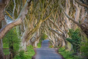 Tree Prints: The Dark Hedges Print - Northern Ireland Beech Tree Avenue