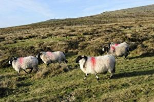 Dartmoor sheep at Merrivale, Dartmoor National Park, Devon, England, United Kingdom, Europe Dartmoor sheep at Merrivale, Dartmoor National Park, Devon, England, United Kingdom, Europe