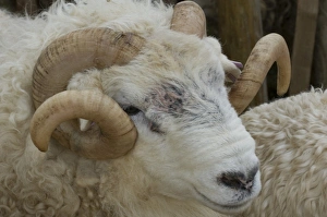 Dartmoor sheep, rams head with curly horns, Widecombe Fair, Dartmoor, Dartmoor National Park, Devon, England Dartmoor sheep, rams head with curly horns, Widecombe Fair, Dartmoor, Dartmoor National Park, Devon, England