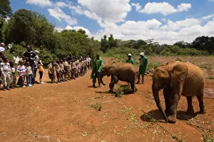 Nairobi Collection: David Sheldrick Wildlife Trust, Elephant Orphanage, Nairobi, Kenya, East Africa, Africa