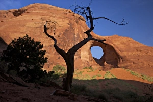 Monument Valley Photography Prints: Dead juniper tree frames Ear of the Wind Arch