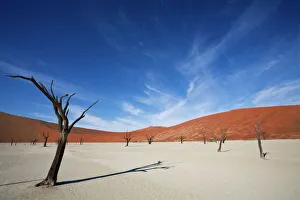 Dead Vlei, Sossusvlei, Namib-Naukluft Park, Namib Desert, Namibia, Africa Dead Vlei, Sossusvlei, Namib-Naukluft Park, Namib Desert, Namibia, Africa