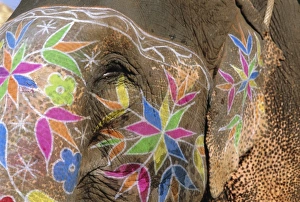 Prints of Decorated elephant, Jaipur, Rajasthan, India, Asia Jaipur Prints: Decorated Elephant Print
