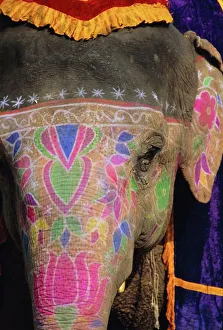 Decorated Elephant Print, Rajasthan India