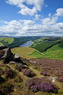 Derwent Edge, Ladybower Reservoir, and purple heather moorland in foreground Derwent Edge, Ladybower Reservoir, and purple heather moorland in foreground