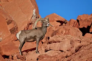 Desert Bighorn Sheep (Ovis canadensis nelsoni) ram, Valley of Fire State Park, Nevada Desert Bighorn Sheep (Ovis canadensis nelsoni) ram, Valley of Fire State Park, Nevada