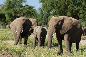 Desert elephants (Loxodonta africana), Huab River Valley, Torra Conservancy, Damaraland, Namibia, Africa Desert elephants (Loxodonta africana), Huab River Valley, Torra Conservancy, Damaraland, Namibia, Africa