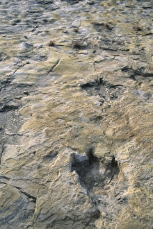Dinosaur Trackway Dinosaur Trackway