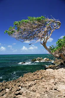 Aruba Prints: Divi Divi Tree Print, Cudarebe Point, Aruba