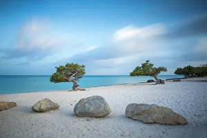 Divi Divi Trees on Eagle Beach, Aruba, Lesser Antilles, Netherlands Antilles, Caribbean Divi Divi Trees on Eagle Beach, Aruba, Lesser Antilles, Netherlands Antilles, Caribbean