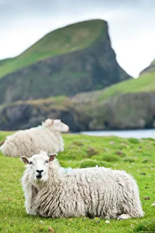 Domestic sheep. Fair Isle, Shetland Islands, Scotland, United Kingdom, Europe Domestic sheep. Fair Isle, Shetland Islands, Scotland, United Kingdom, Europe