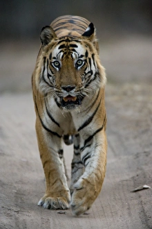 Dominant male Indian Tiger (Bengal tiger) (Panthera tigris tigris) Dominant male Indian Tiger (Bengal tiger) (Panthera tigris tigris)