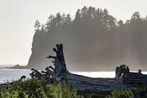 Driftwood on the beach at La Push on the Pacific Northwest coast, Washington State Driftwood on the beach at La Push on the Pacific Northwest coast, Washington State