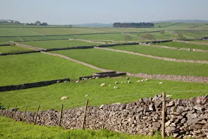 Dry stone walls and sheep, Litton, Derbyshire, England, United Kingdom, Europe Dry stone walls and sheep, Litton, Derbyshire, England, United Kingdom, Europe
