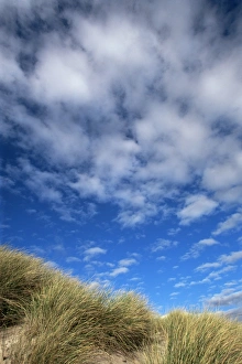 Scotland Travel Destination Prints: Dunes and grasses