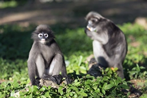 Framed Print : Dusky langur monkey Print, Prachuap Kiri Khan, Thailand Framed Print : Dusky langur monkey Print, Prachuap Kiri Khan, Thailand