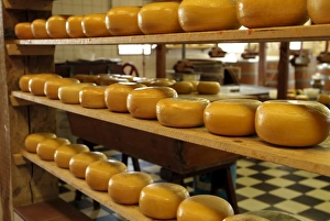 Dutch Cheese Prints: Dutch cheese