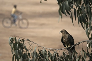 An eagle keeps watch from the branches, high above the city of Harar, Ethiopia, Africa An eagle keeps watch from the branches, high above the city of Harar, Ethiopia, Africa