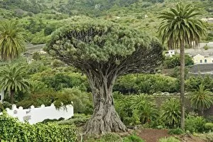 Images Dated 17th April 2015: El Drago Milenario (Thousand-Year-Old Dragon Tree), Icod de los Vinos, Tenerife, Canary Islands