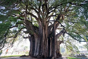 El Tule tree, the worlds largest tree by circumference, Oaxaca state, Mexico El Tule tree, the worlds largest tree by circumference, Oaxaca state, Mexico
