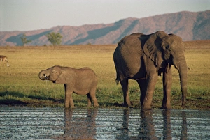 Elephant Calf Prints: Elephant and calf