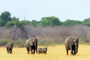 Elephant herd heading towards the waterhole, Hwange National Park, Zimbabwe, Africa Elephant herd heading towards the waterhole, Hwange National Park, Zimbabwe, Africa