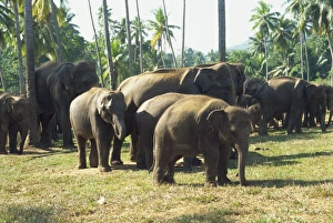 Colorful Natural World Images Prints: Elephant Orphanage