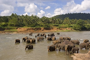 Elephants bathing in a Sri Lankan river Print