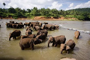 Prints of Elephants bathing in the river, Pinnewala Elephant Orphanage near Kegalle, Hill Country, Sri Lanka, Asia Sri Lanka Prints: Elephants bathing in the river, Print