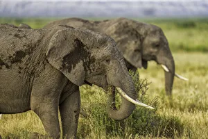 Elephants (Loxodonta africana) feeding, in Amboseli National Park, Kenya, East Africa Elephants (Loxodonta africana) feeding, in Amboseli National Park, Kenya, East Africa