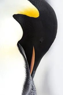 Emperor Penguin Emperor Penguin