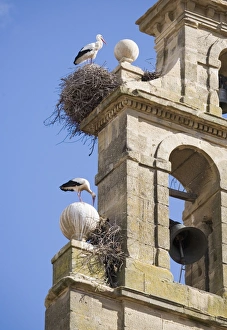 Two European white storks (Ciconia ciconia) and their nests on a convent bell tower Two European white storks (Ciconia ciconia) and their nests on a convent bell tower