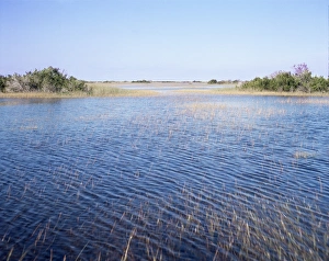 Florida Wetlands Prints: Everglades