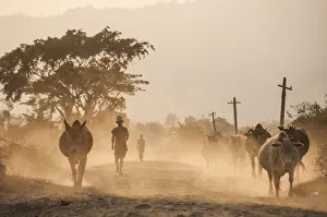 Famers bring their cows home along a dusty road in Kachin State, Myanmar (Burma), Asia Famers bring their cows home along a dusty road in Kachin State, Myanmar (Burma), Asia