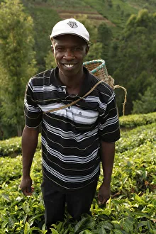 Farmer Lincoln Kimanthi Mugo picking tea, Kathangiri, Kenya, East Africa, Africa Farmer Lincoln Kimanthi Mugo picking tea, Kathangiri, Kenya, East Africa, Africa