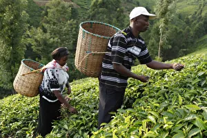 Farmer Lincoln Kimanthi Mugo and his wife Polly Mukami picking tea, Kathangiri, Kenya Farmer Lincoln Kimanthi Mugo and his wife Polly Mukami picking tea, Kathangiri, Kenya