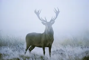 Prints of Red deer (cervus elaphus) stag at dawn during rut in September, UK, Europe Related Image Prints: Red Deer Stag Print at Dawn in Rut