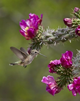 Female broad-tailed hummingbird (Selasphorus platycercus) feeding at a Walkingstick Cholla (Cane Cholla) (Opuntia spinosior), Arizona, United States of America, North America Female broad-tailed hummingbird (Selasphorus platycercus) feeding at a Walkingstick Cholla (Cane Cholla) (Opuntia spinosior), Arizona, United States of America, North America