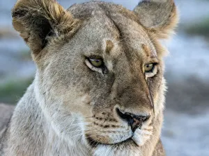 A female lion (Panthera leo), face detail, Serengeti National Park, Tanzania, East Africa A female lion (Panthera leo), face detail, Serengeti National Park, Tanzania, East Africa