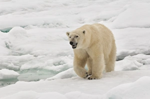 Female polar bear (Ursus maritimus), Svalbard Archipelago, Barents Sea, Norway, Scandinavia, Europe Female polar bear (Ursus maritimus), Svalbard Archipelago, Barents Sea, Norway, Scandinavia, Europe