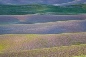 Field patterns at dawn, Palouse, Washington State, United States of America Field patterns at dawn, Palouse, Washington State, United States of America
