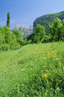 Spanish Rural Landscape Prints: Field of spring flowers