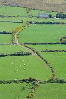 Fields near Dingle Print, Ireland Landscape Photo