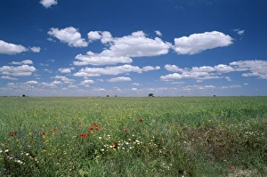 European Union Natural Landscapes Prints: Fields of wild flowers