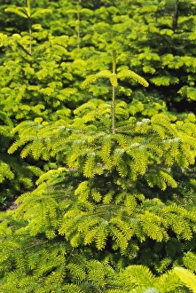 Outdoor Nature Photography Prints: Fir trees