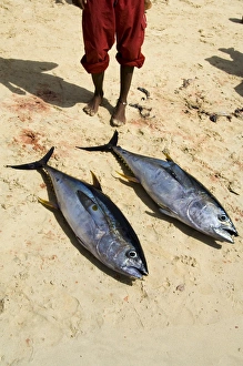 Fisherman binging catch onto beach at Santa Maria on the island of Sal (Salt) Fisherman binging catch onto beach at Santa Maria on the island of Sal (Salt)