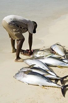 Fisherman gutting catch on beach at Santa Maria on the island of Sal (Salt) Fisherman gutting catch on beach at Santa Maria on the island of Sal (Salt)