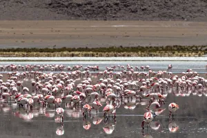 Flamingos Feeding in Eduardo Avaroa Andean Fauna National Reserve Print