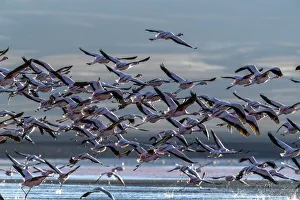 Flamingos In Flight Prints: Flamingos taking flight in the hundreds to feed, Eduardo Avaroa Andean Fauna National